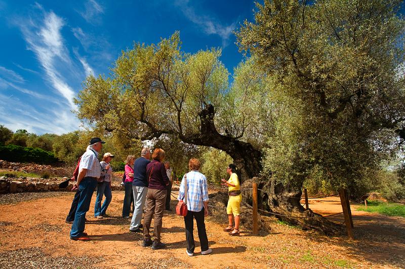 Oliveres Mil·lenàries d’Ulldecona © Banc d'imatges del Patronat de Turisme de la Diputació