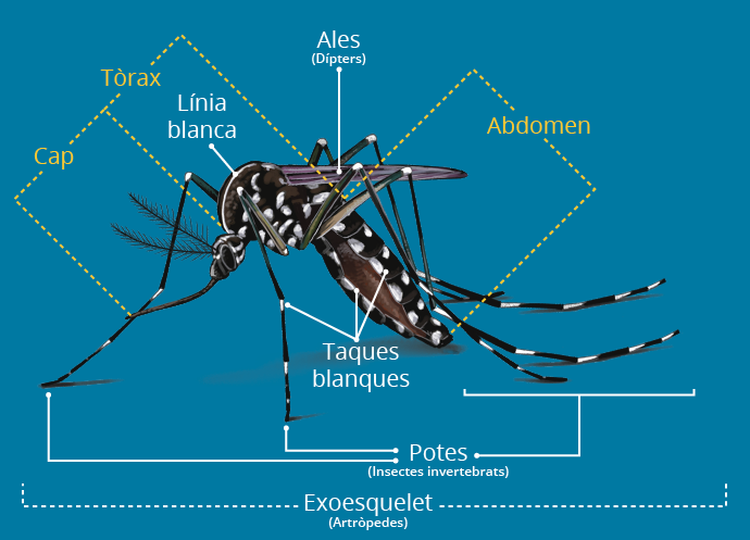 descripció mosquit tigre