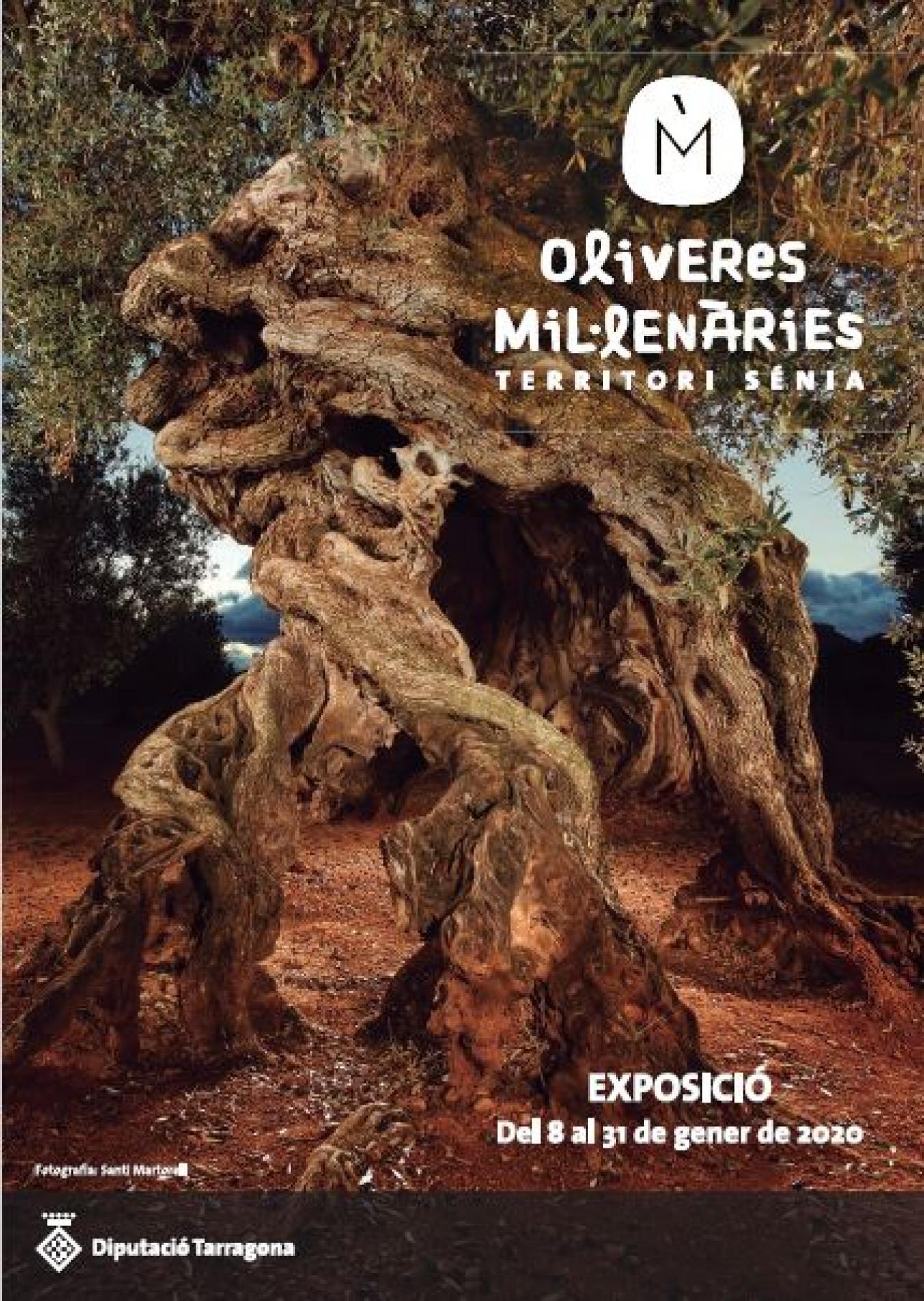 Exposició'Oliveres mil·lenàries. Territori Sénia'