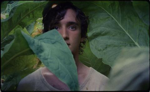 lazzaro