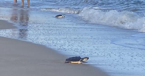 Dues de les tortugues alliberades a la platja del Miracle