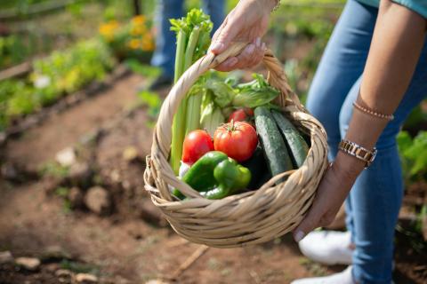 Food basket