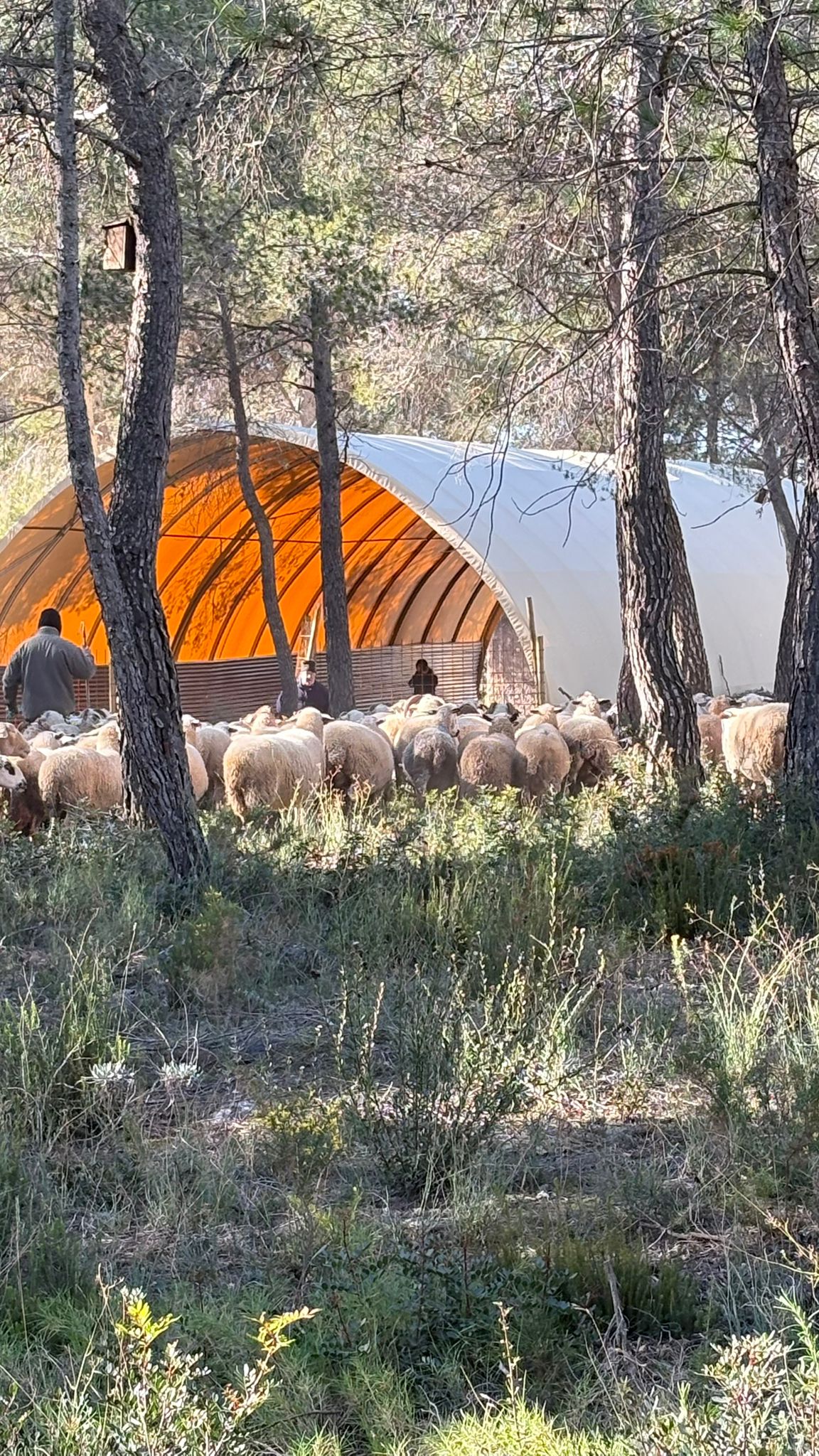 El corral temporal i el ramat al bosc de Sant Sebastià de la Diputació de Tarragona