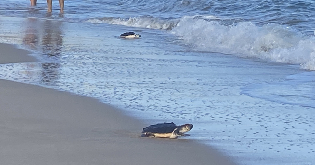 Dues de les tortugues alliberades a la platja del Miracle